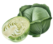 cabbage.png